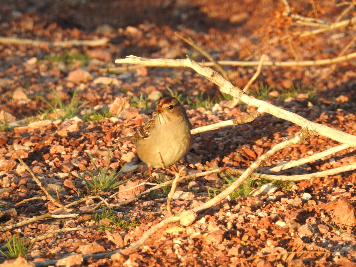 White-crowned Sparrow - ML647305318