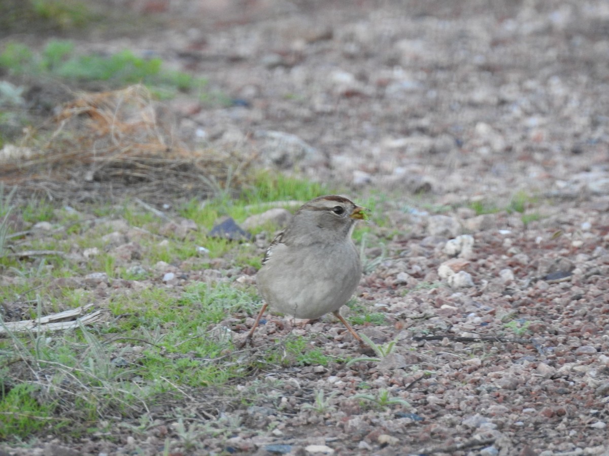 White-crowned Sparrow - ML647305319