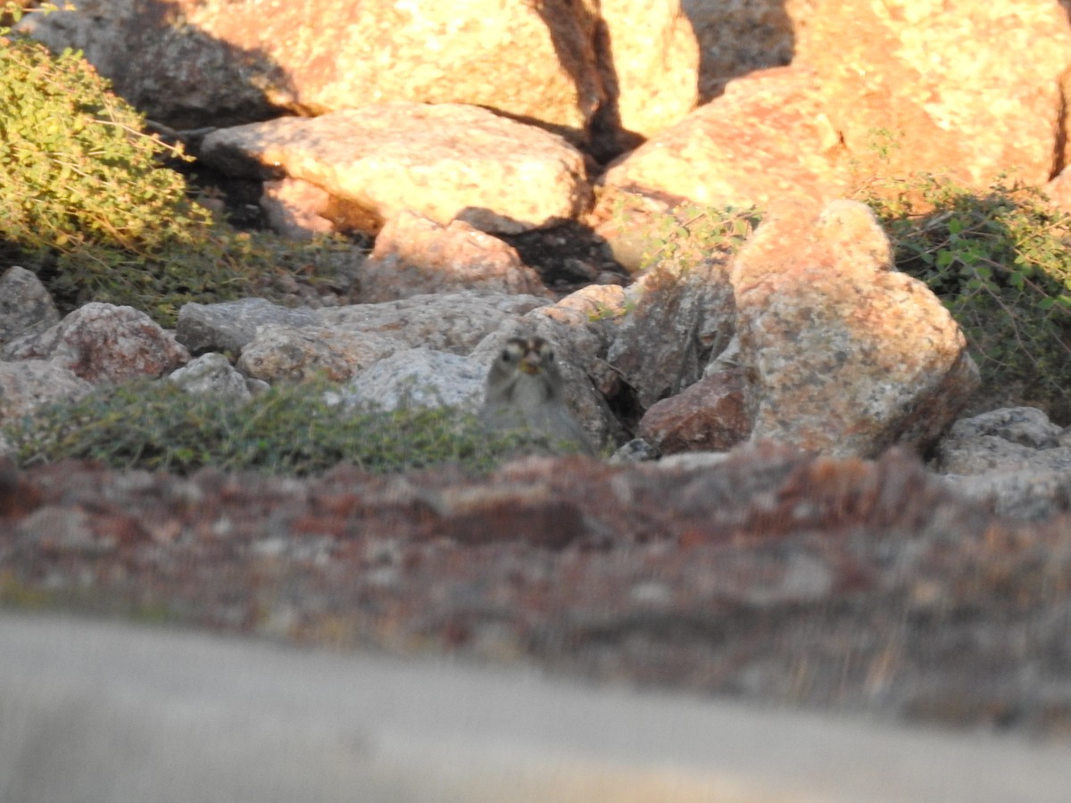 White-crowned Sparrow - ML647305320