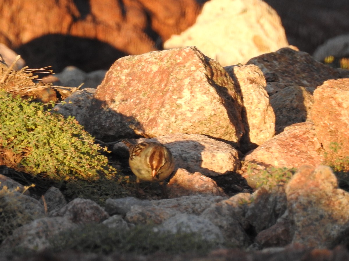 White-crowned Sparrow - ML647305322