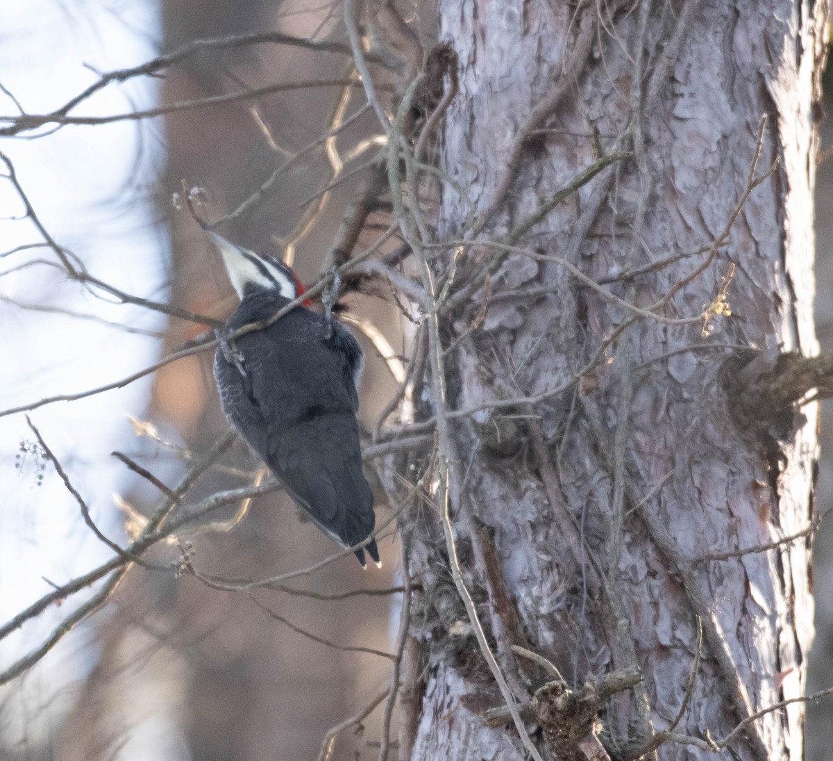 Pileated Woodpecker - ML647305328