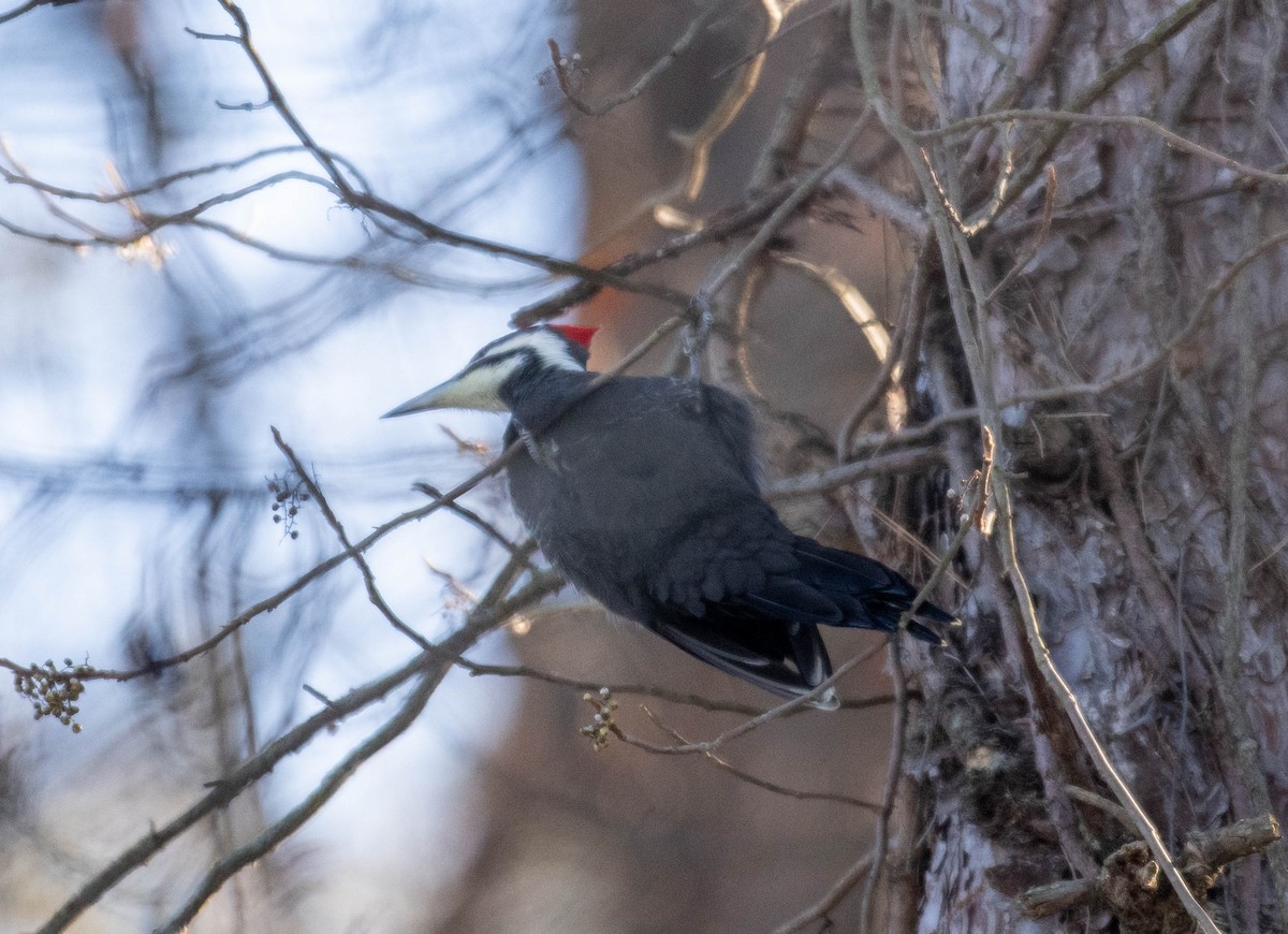 Pileated Woodpecker - ML647305329