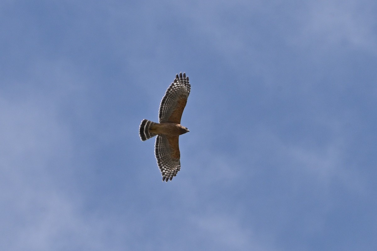 Red-shouldered Hawk - ML647305335