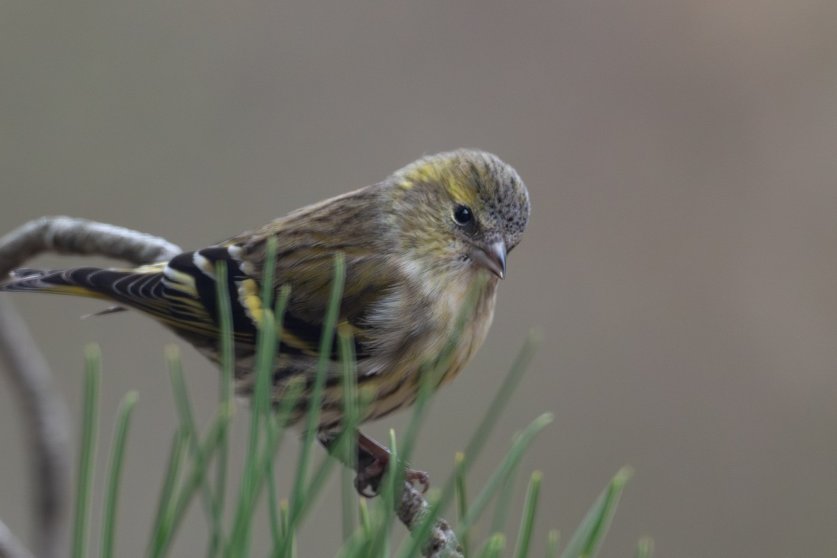Eurasian Siskin - ML647305341