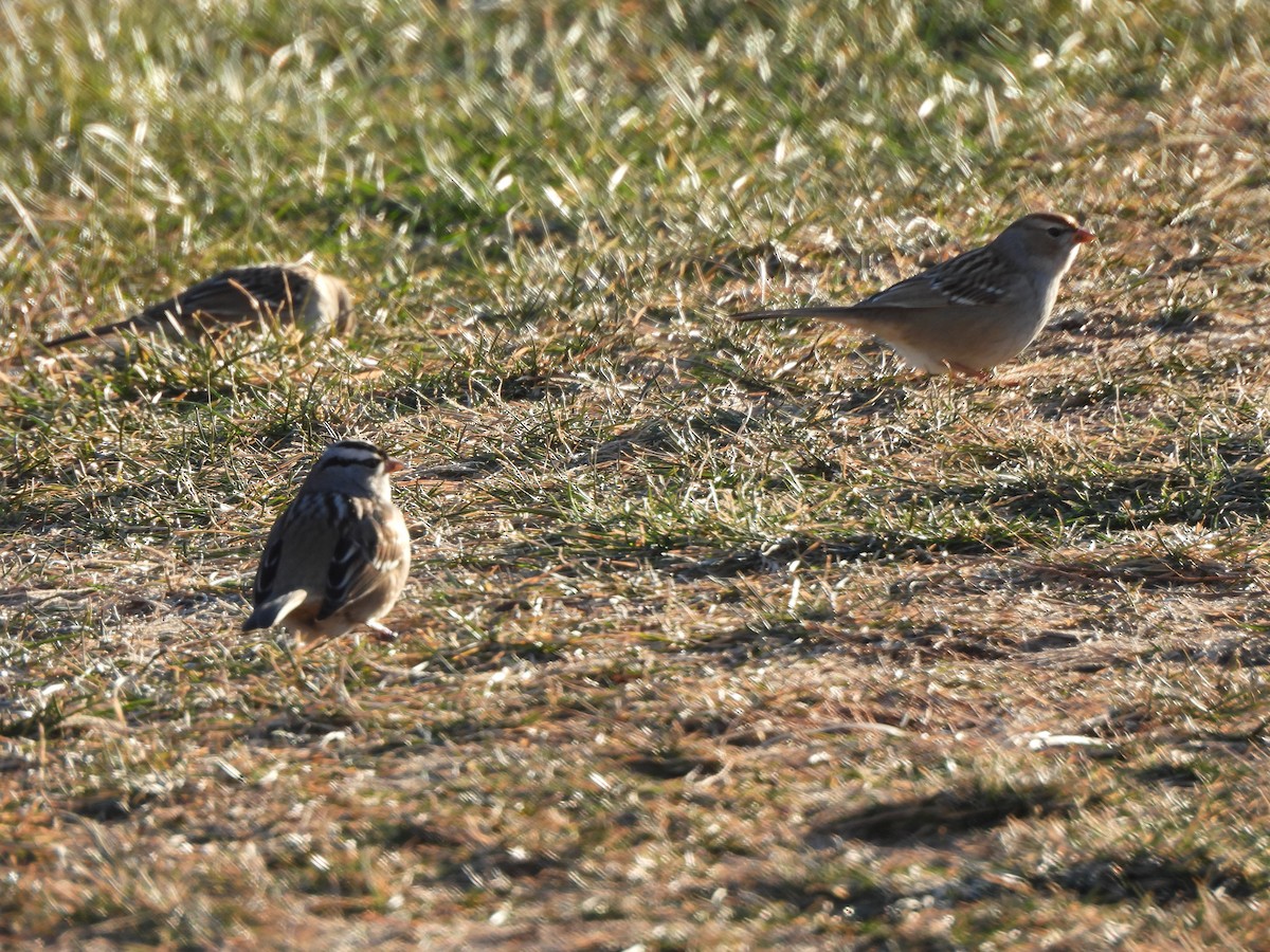 White-crowned Sparrow - ML647305348