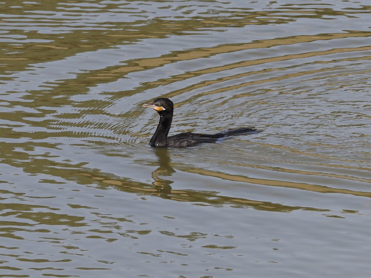 Neotropic Cormorant - ML647305350