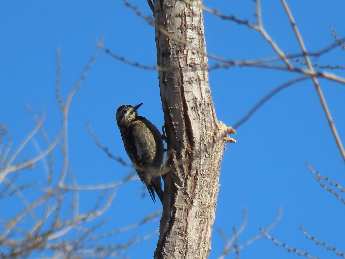 Red-naped Sapsucker - ML647305352