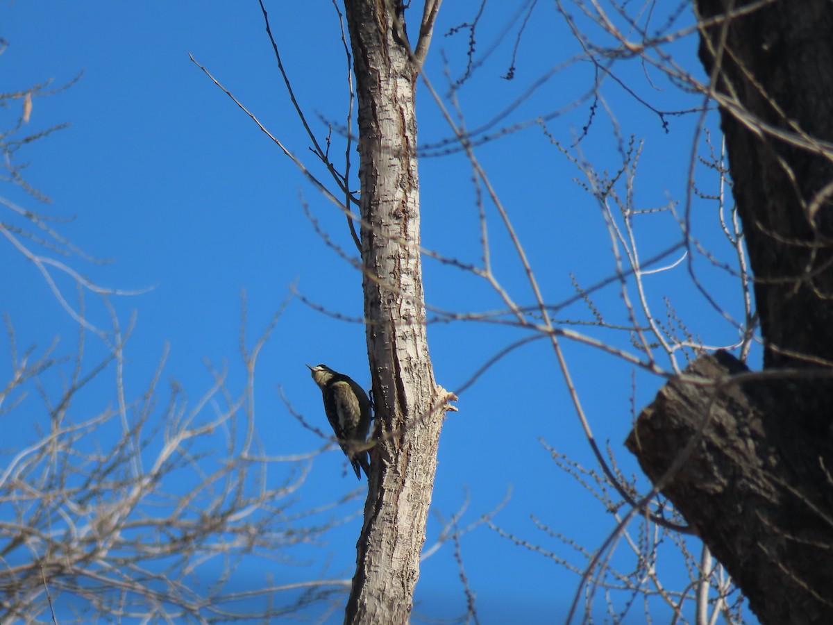 Red-naped Sapsucker - ML647305353