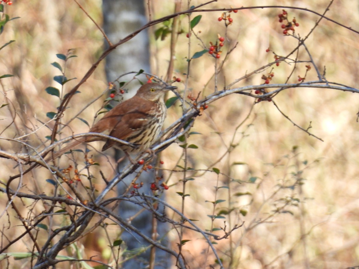 Brown Thrasher - ML647305375