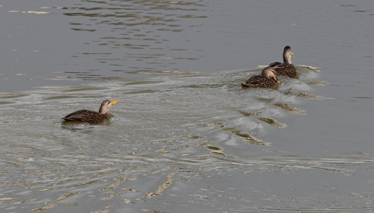 Mottled Duck - ML647305383