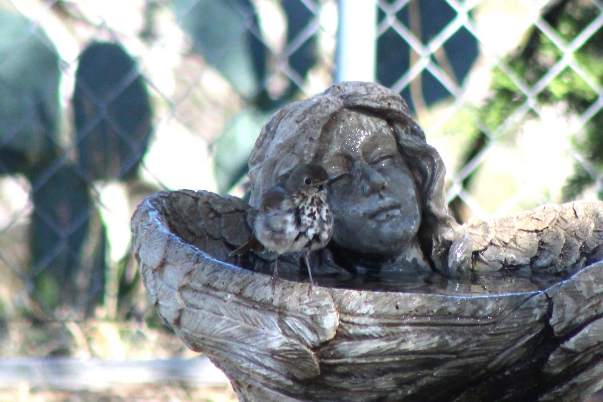 Grive solitaire - ML647305390