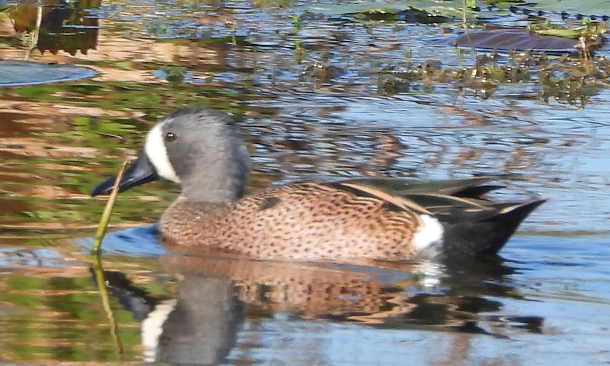 čírka modrokřídlá - ML647305402