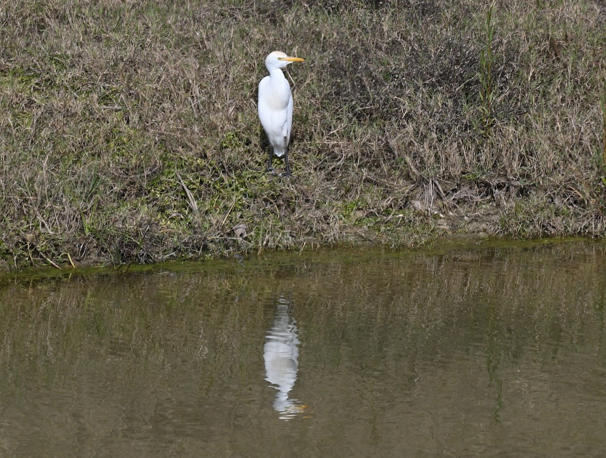 Western Cattle-Egret - ML647305403