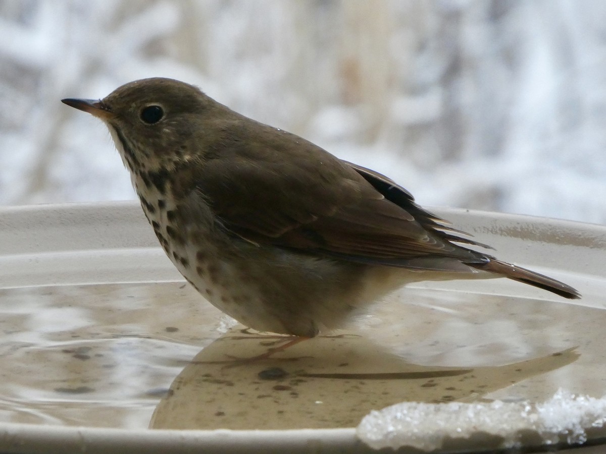 Tordo di Pallas - ML647305406