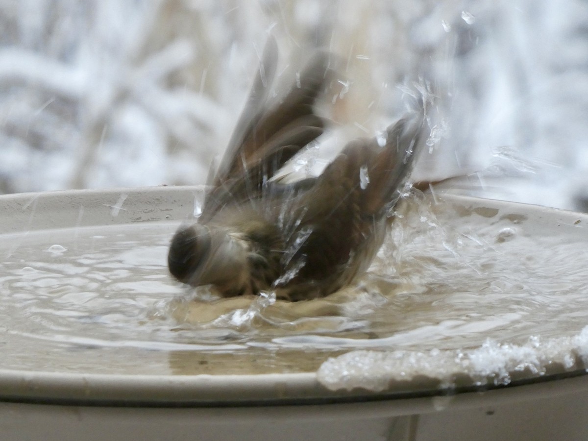 Tordo di Pallas - ML647305408