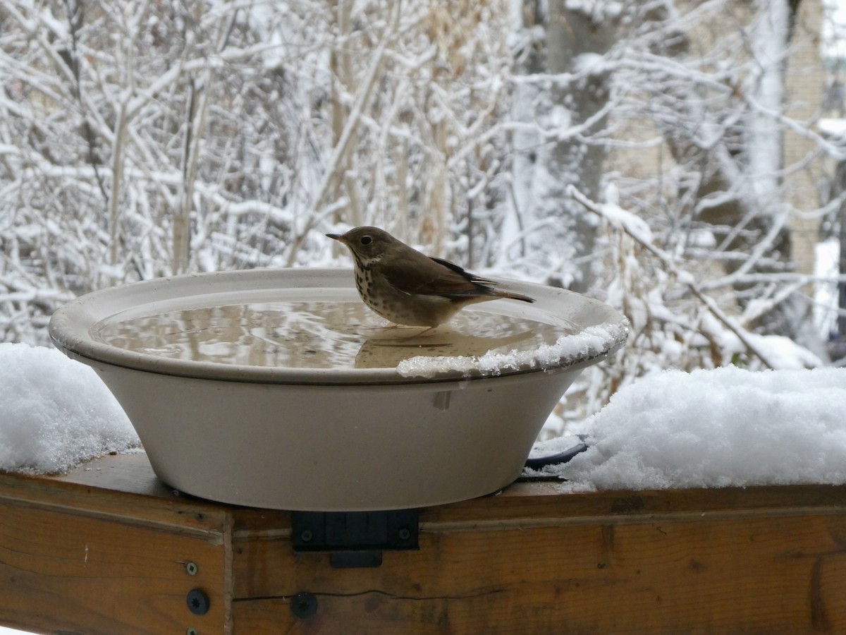 Tordo di Pallas - ML647305409