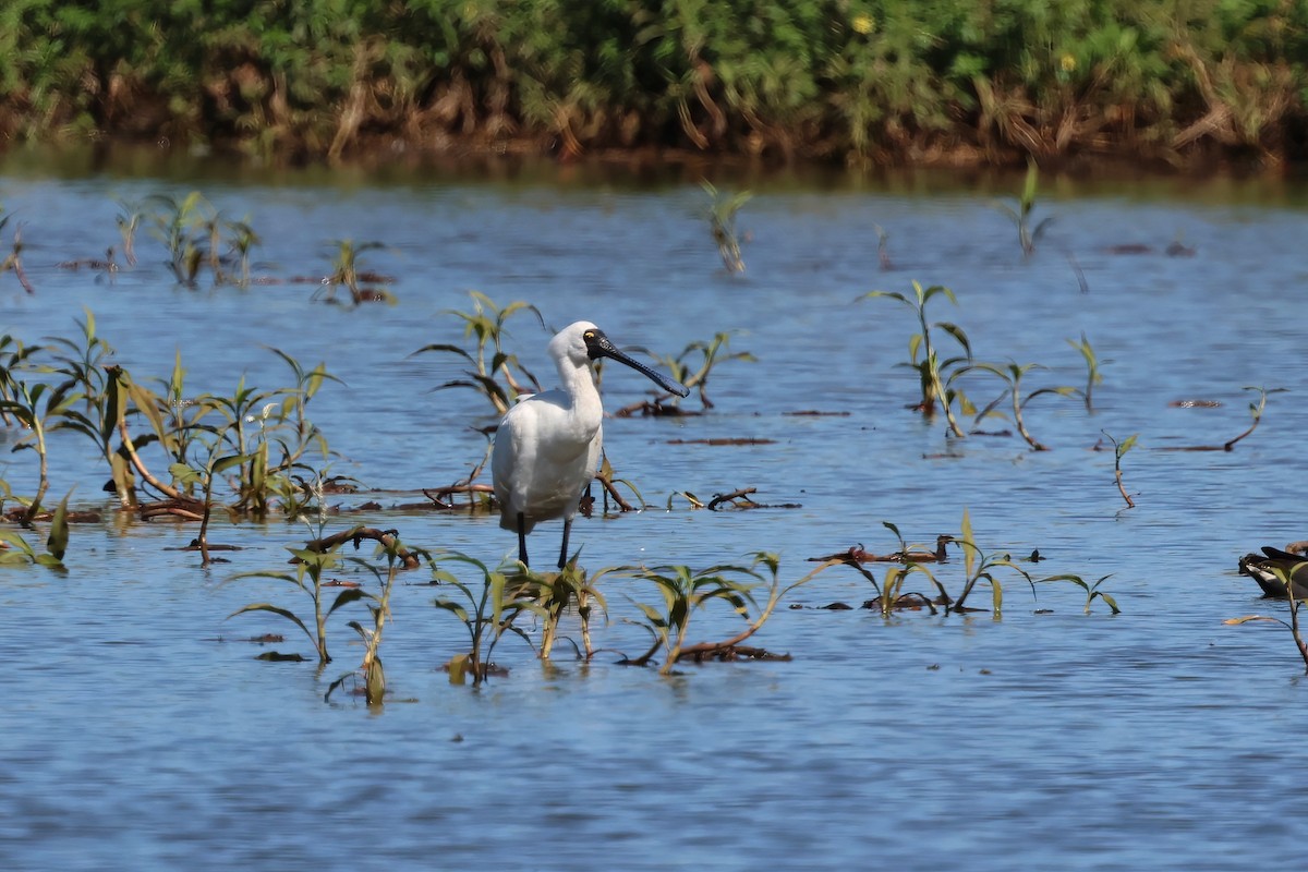 Royal Spoonbill - ML647305411