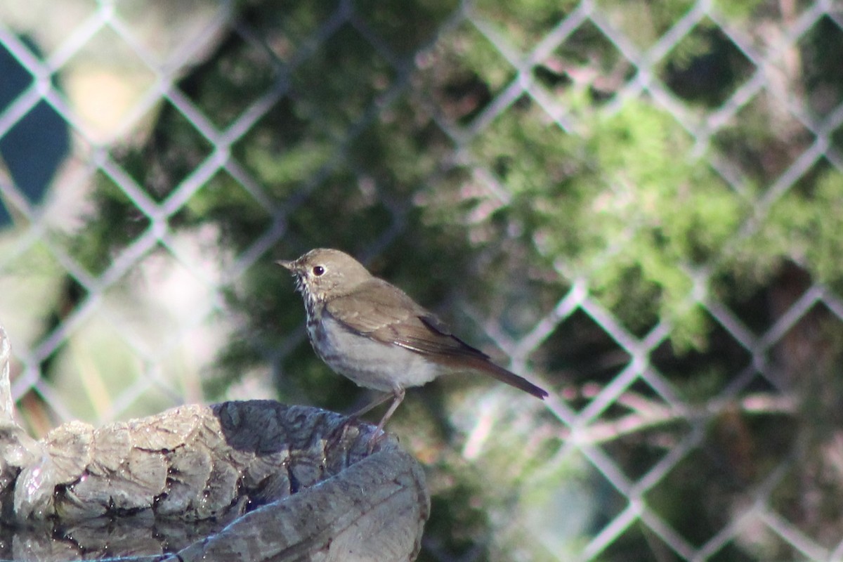 Grive solitaire - ML647305413