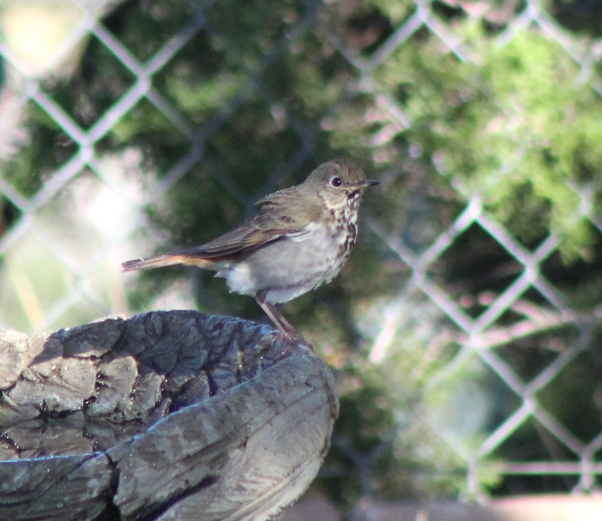 Grive solitaire - ML647305414