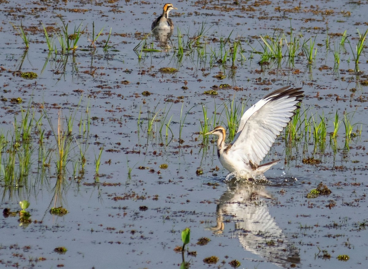 Pheasant-tailed Jacana - ML647305419