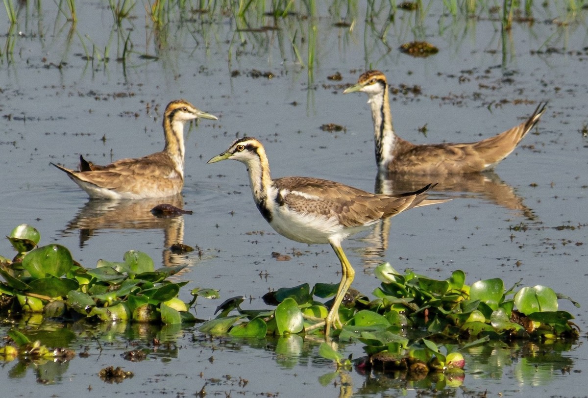 Pheasant-tailed Jacana - ML647305432