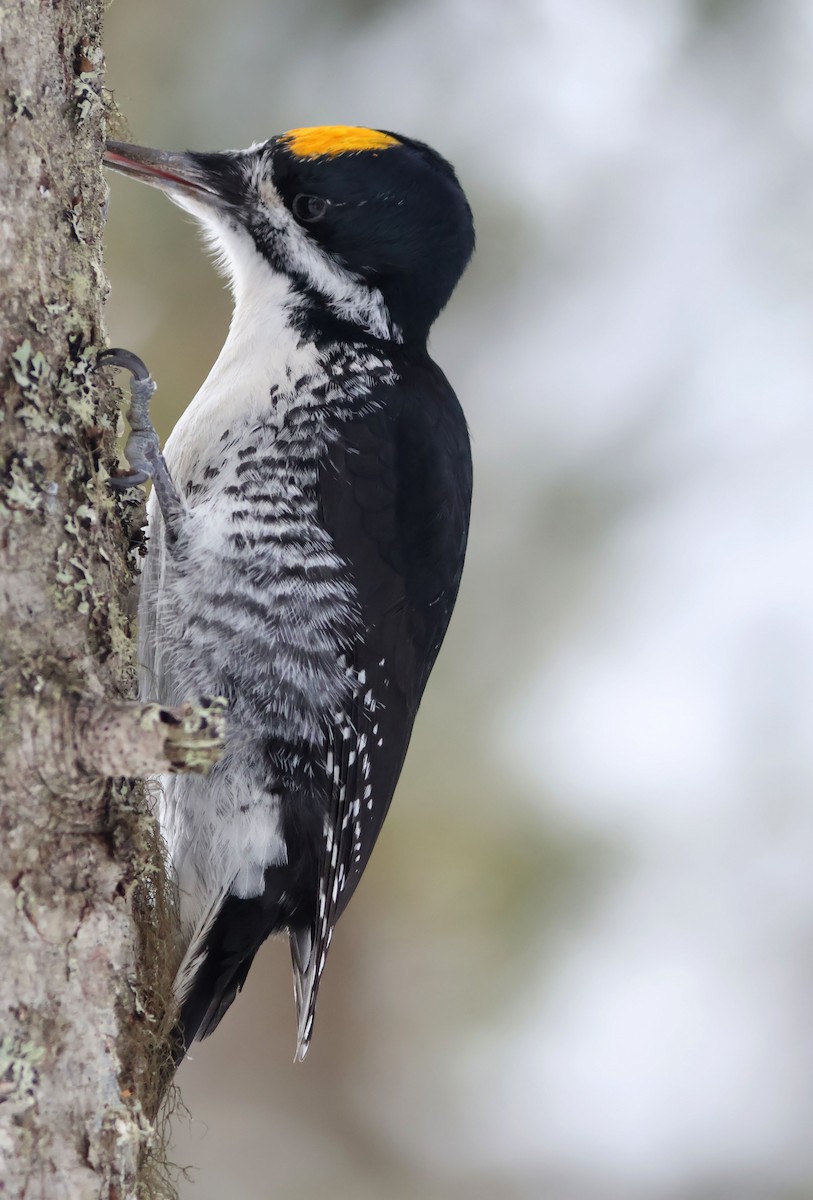 Black-backed Woodpecker - ML647305434