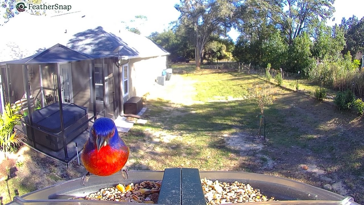 Painted Bunting - ML647305451