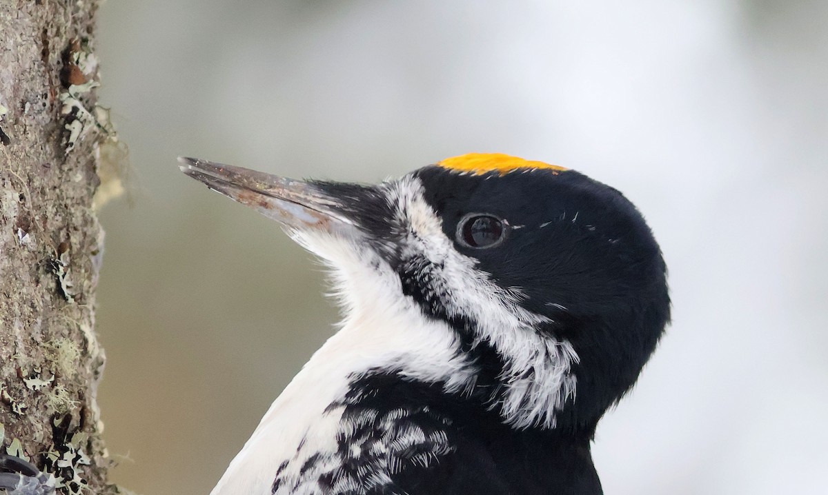Black-backed Woodpecker - ML647305465