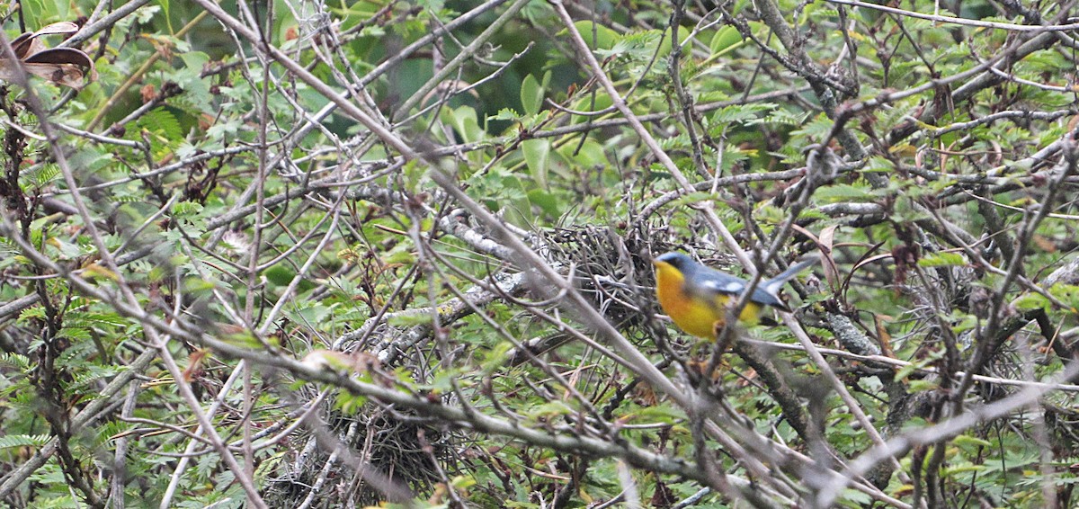 Tropical Parula - ML647305469