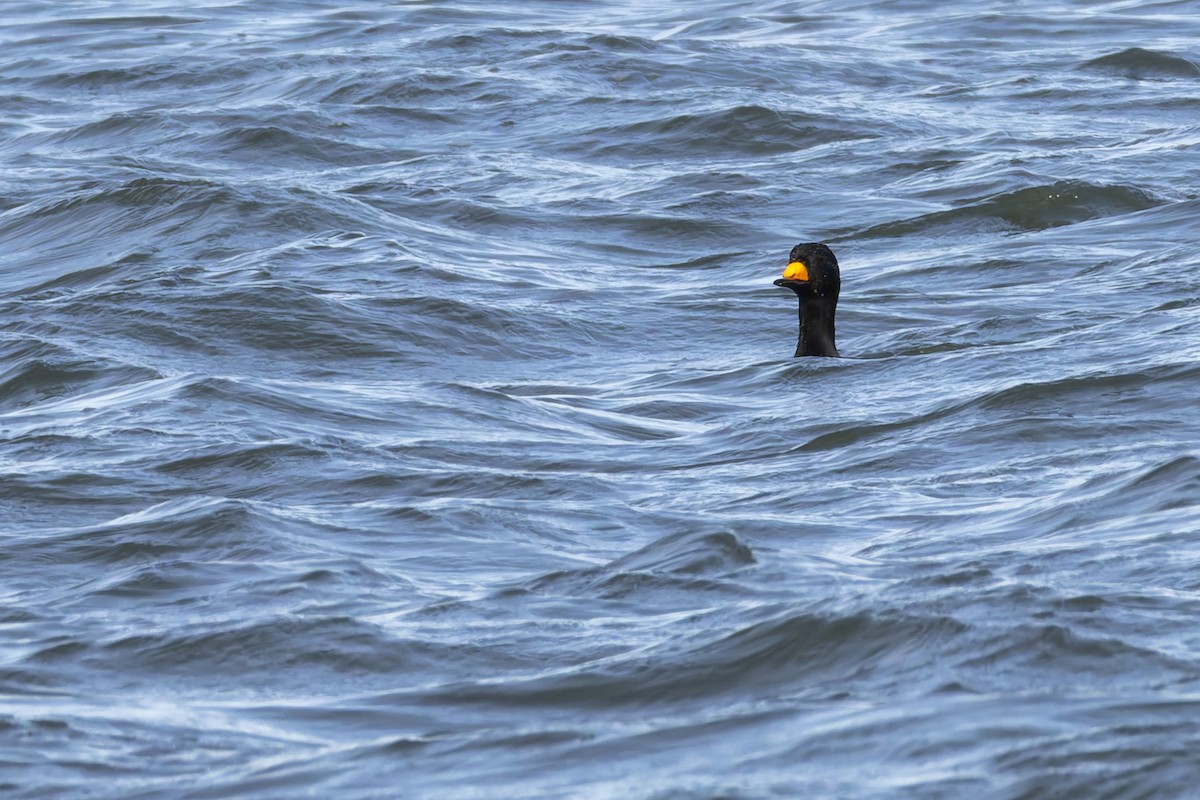 turpan žlutozobý - ML647305471