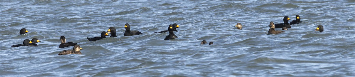 turpan žlutozobý - ML647305472