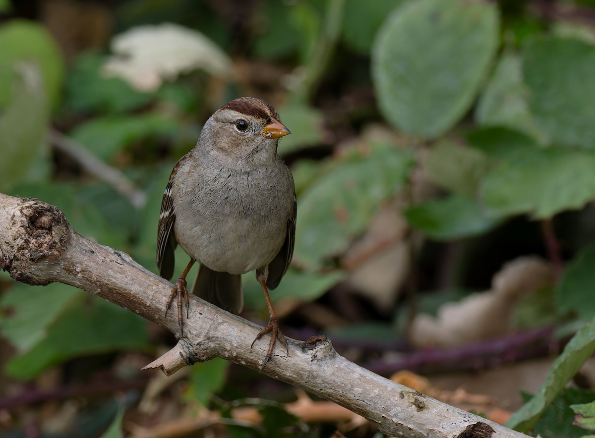 White-crowned Sparrow (Gambel's) - ML647305488