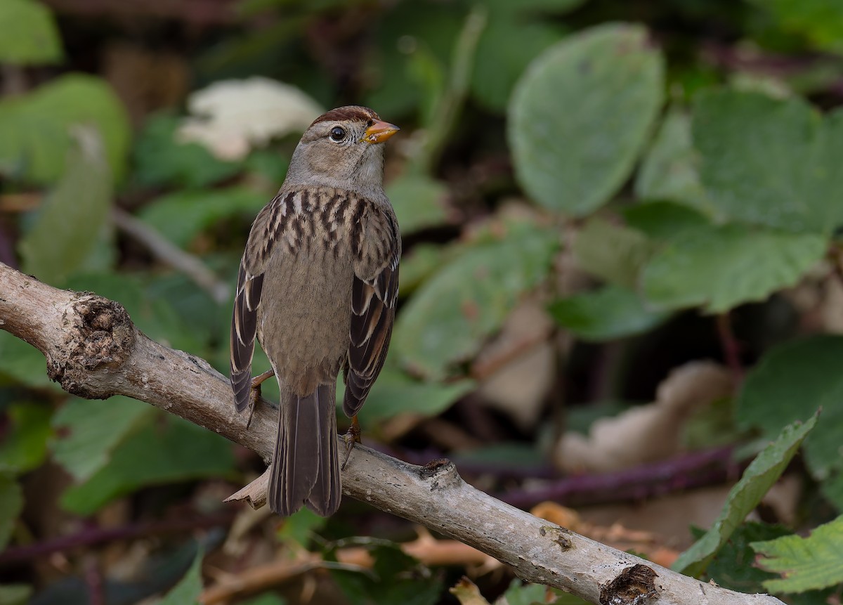 White-crowned Sparrow (Gambel's) - ML647305489