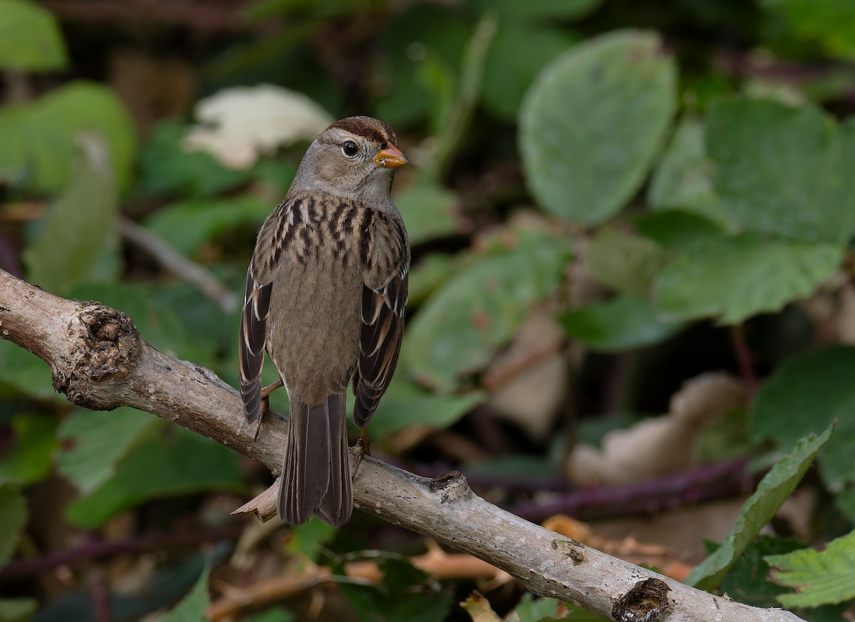 White-crowned Sparrow (Gambel's) - ML647305490