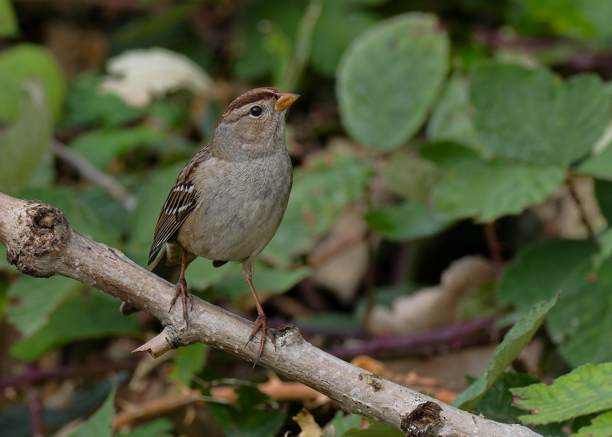 White-crowned Sparrow (Gambel's) - ML647305491