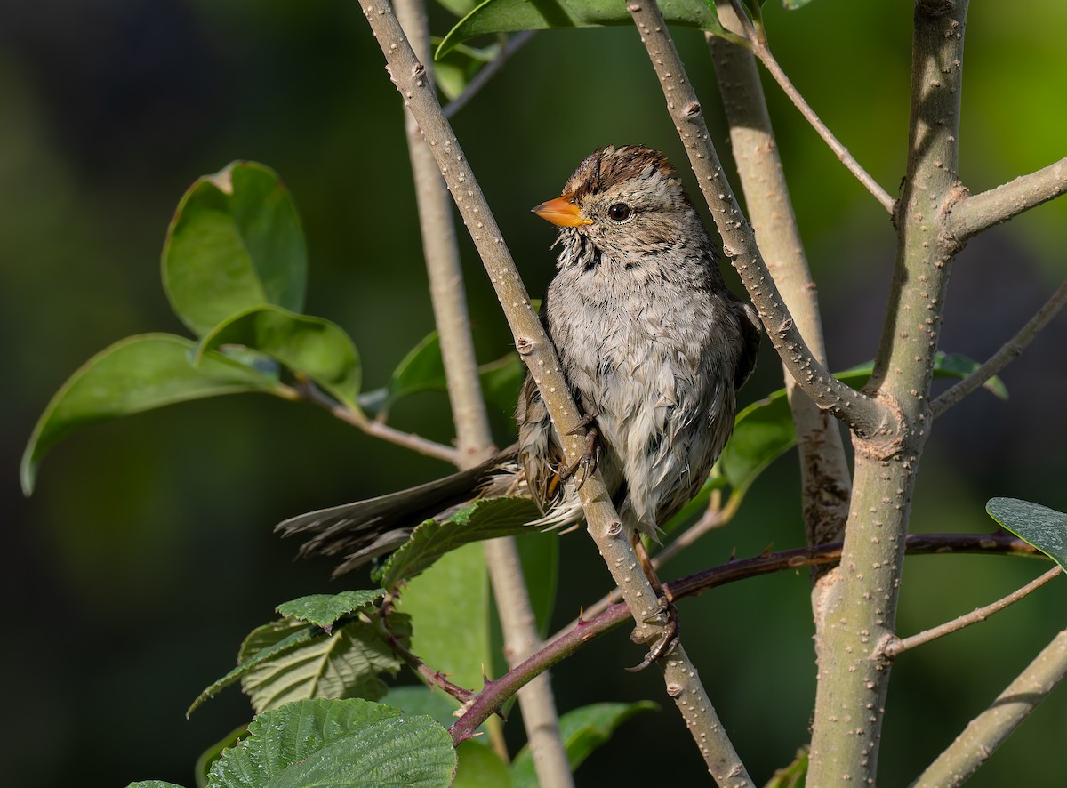 White-crowned Sparrow (Gambel's) - ML647305492