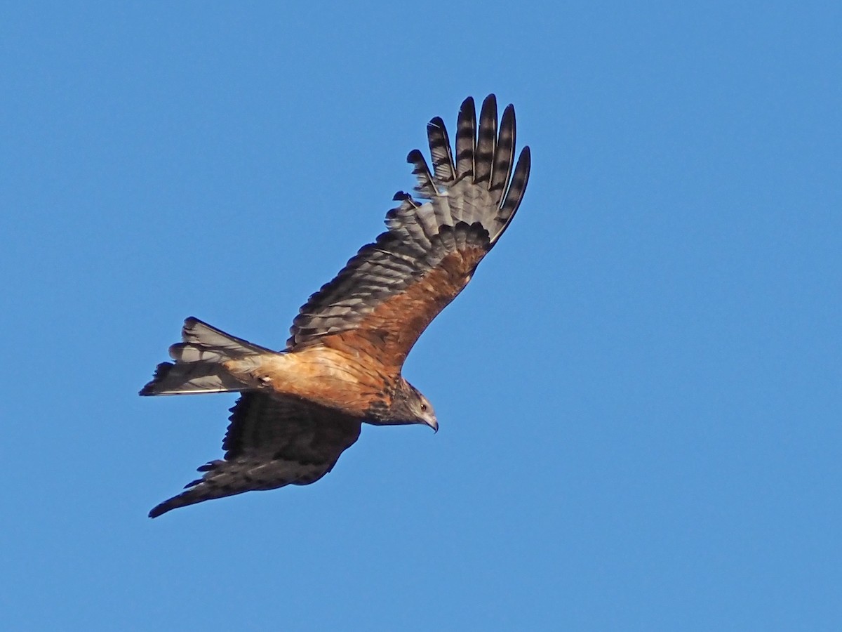 Milano Colicuadrado - ML647305504