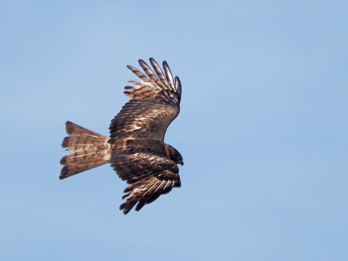 Milano Colicuadrado - ML647305505