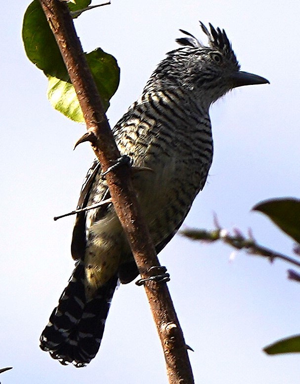 Barred Antshrike - ML647305517