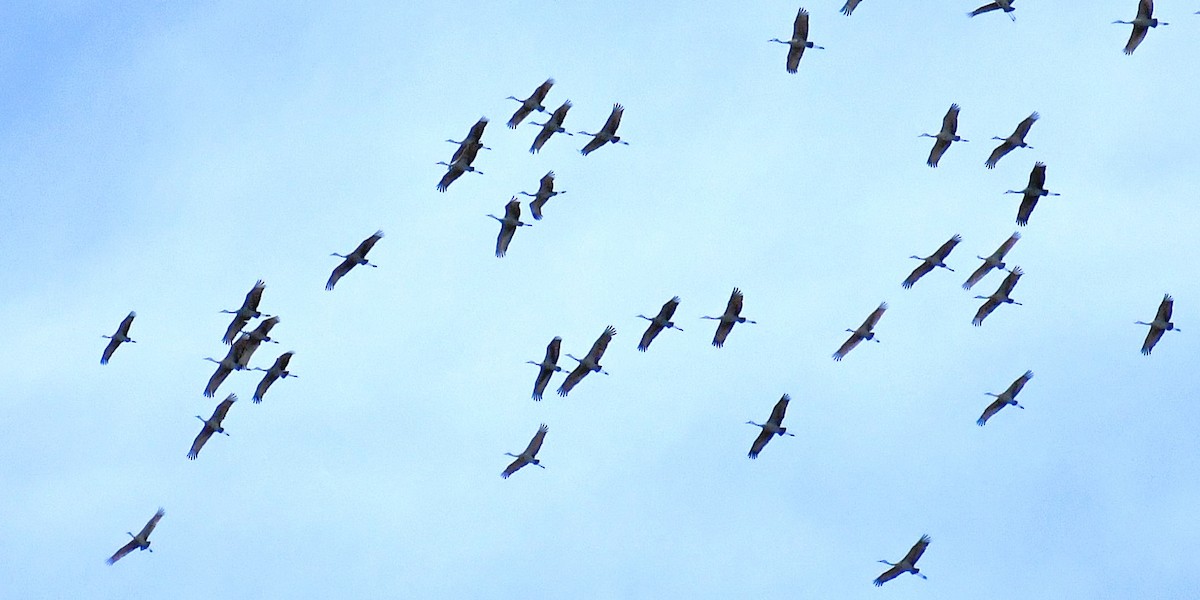 Kanadakranich - ML647305520