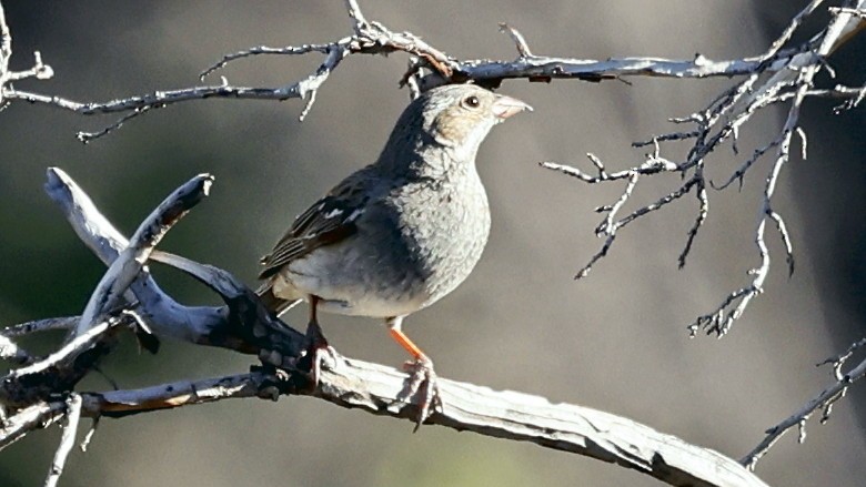 Mourning Sierra Finch - ML647305530