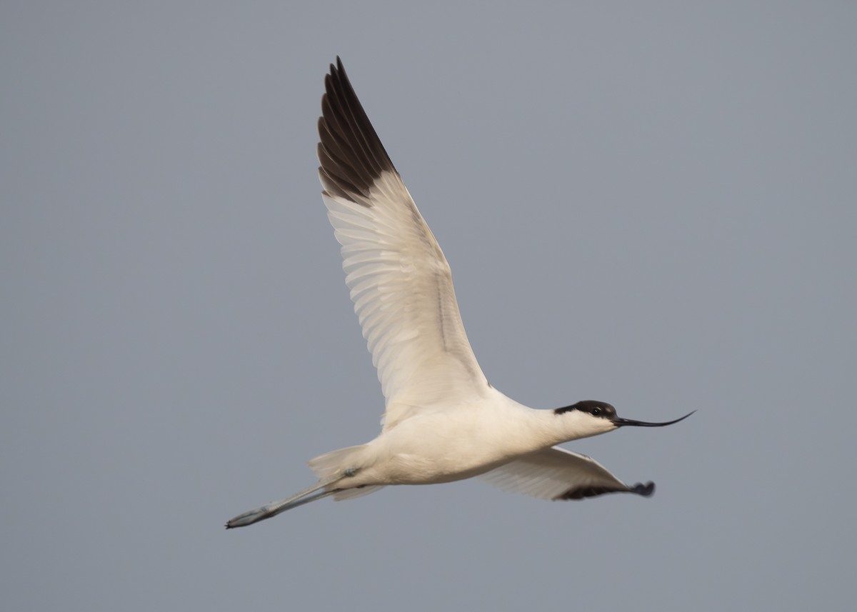 tenkozobec opačný - ML647305545