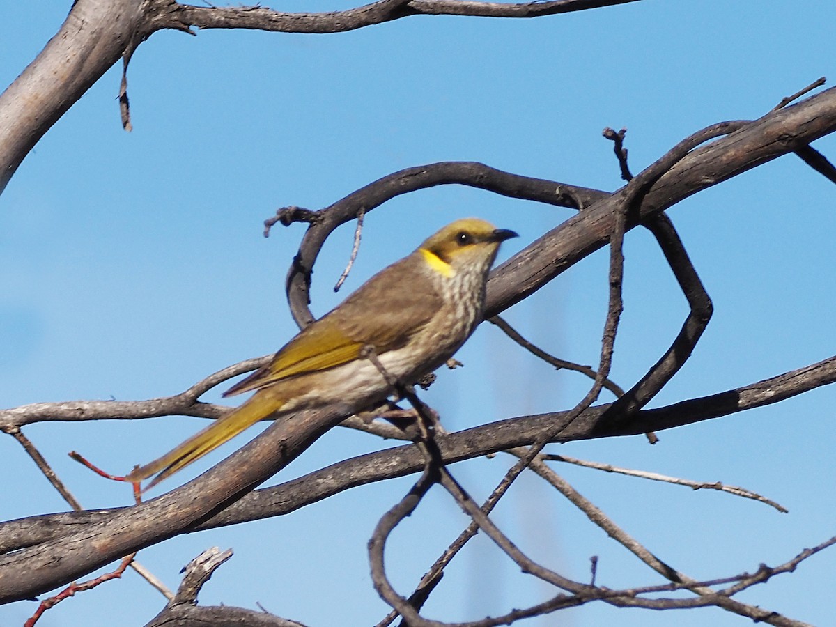 Yellow-plumed Honeyeater - ML647305548
