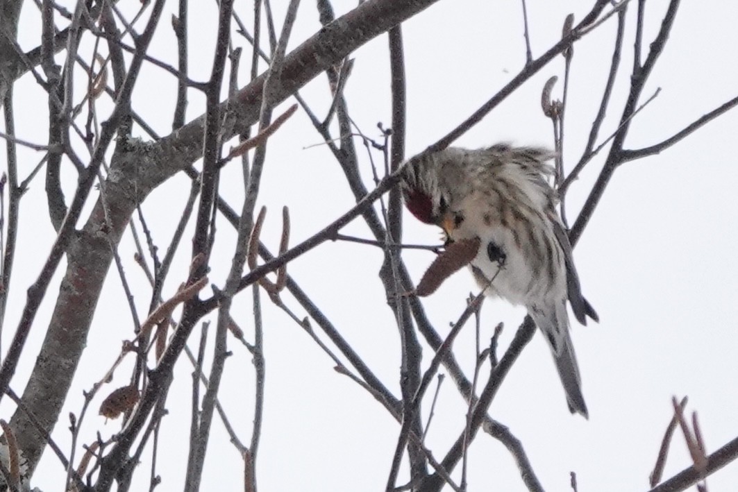 Redpoll - ML647305551