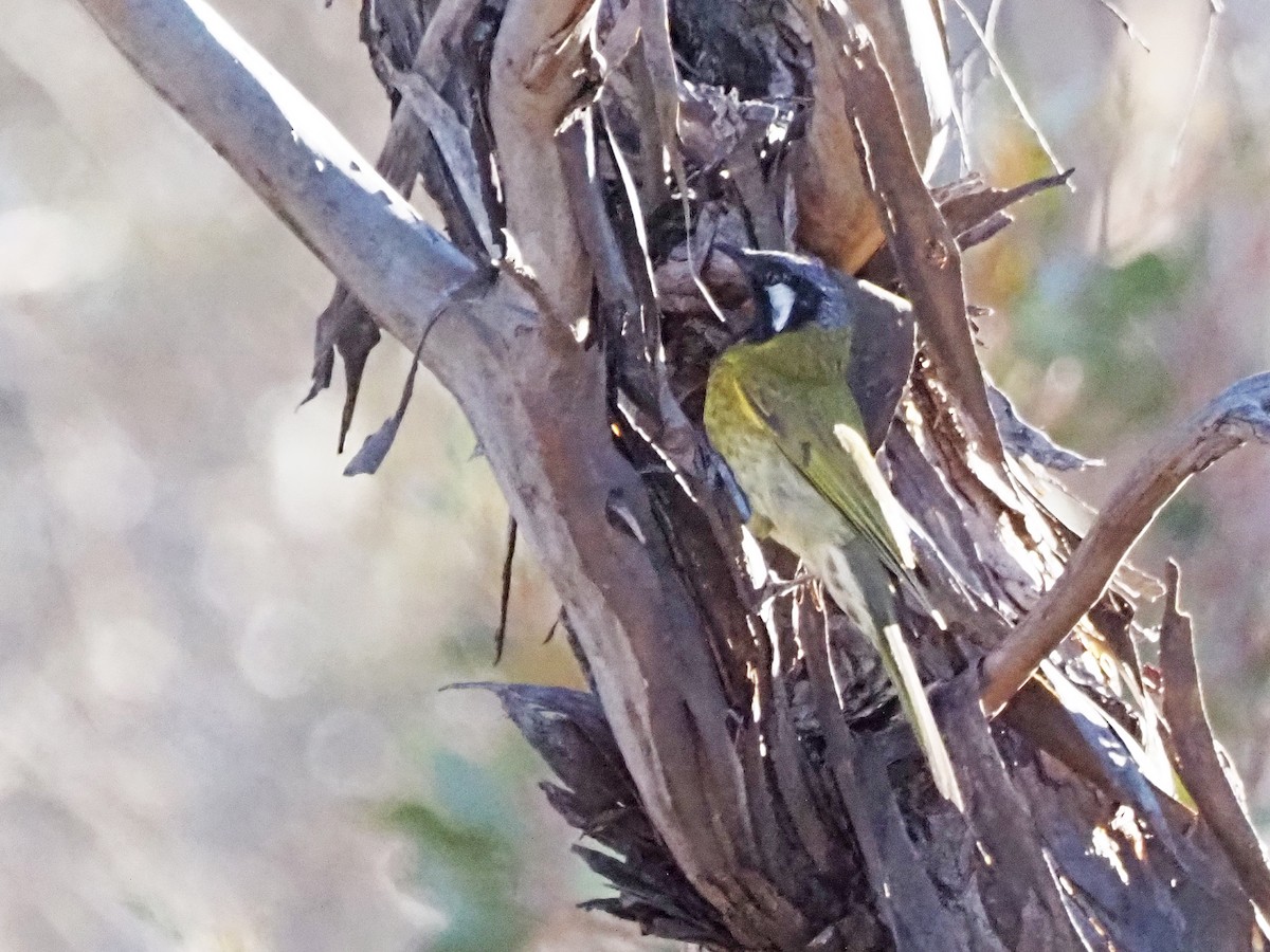 Méliphage leucotique - ML647305557