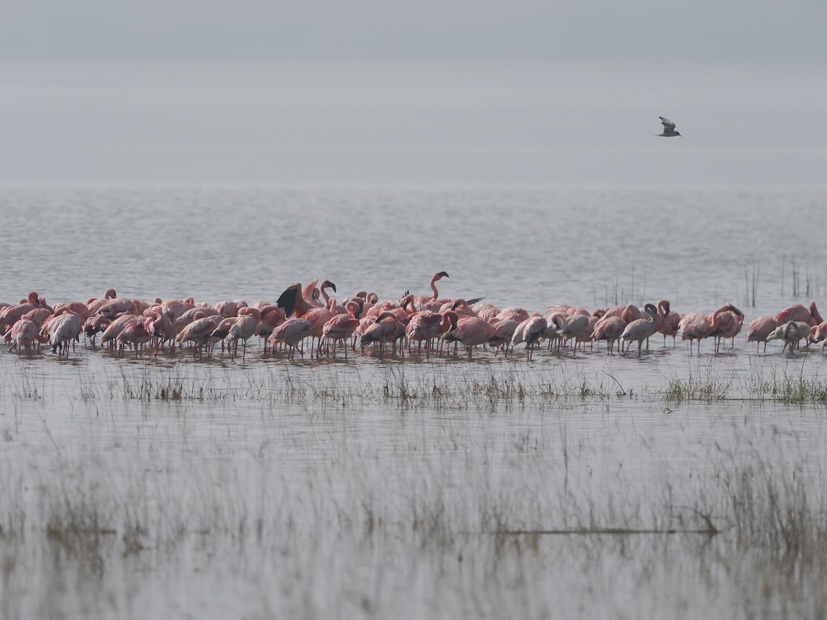 Zwergflamingo - ML647305630