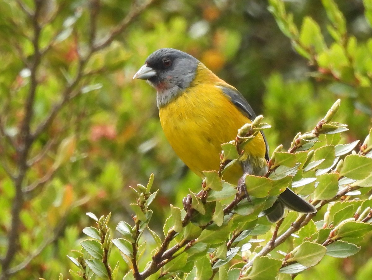 Patagonian Sierra Finch - ML647305641
