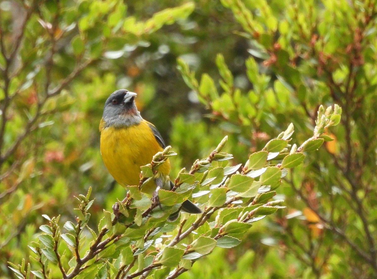 Patagonian Sierra Finch - ML647305643