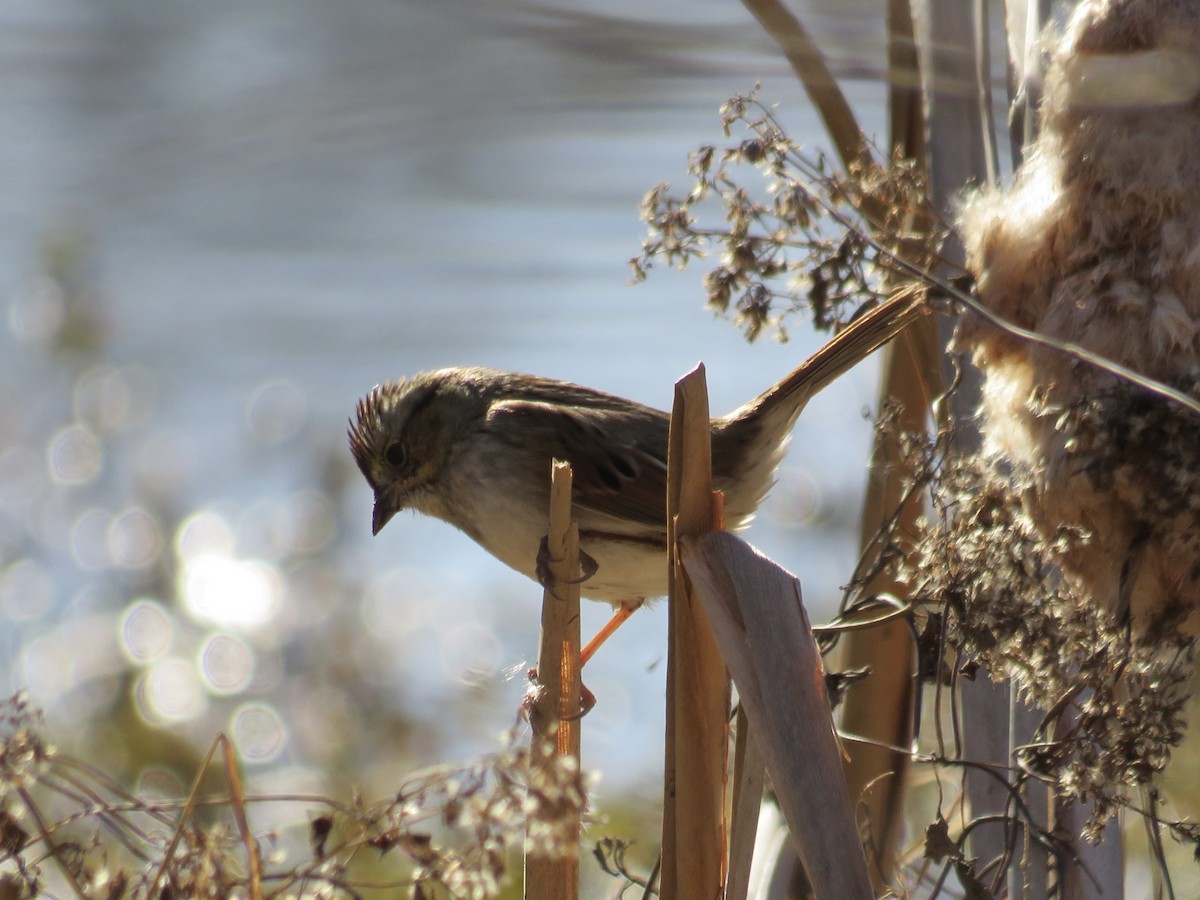 Swamp Sparrow - ML647305651