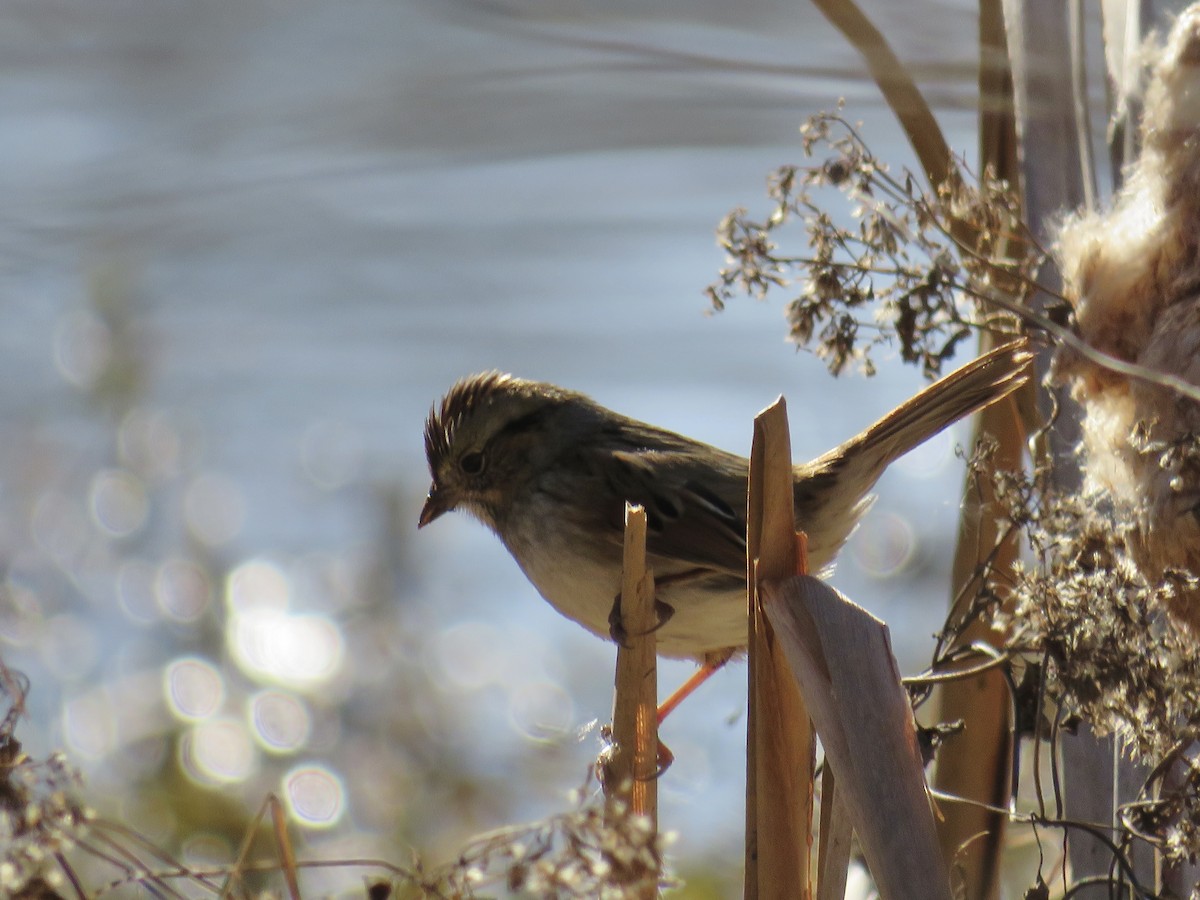 Swamp Sparrow - ML647305652